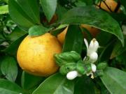 Citrus aurantium L